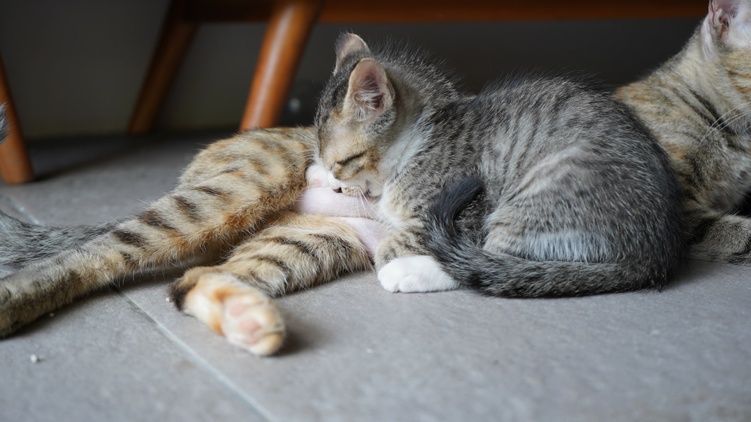 10 alimentos que tu gato adorará