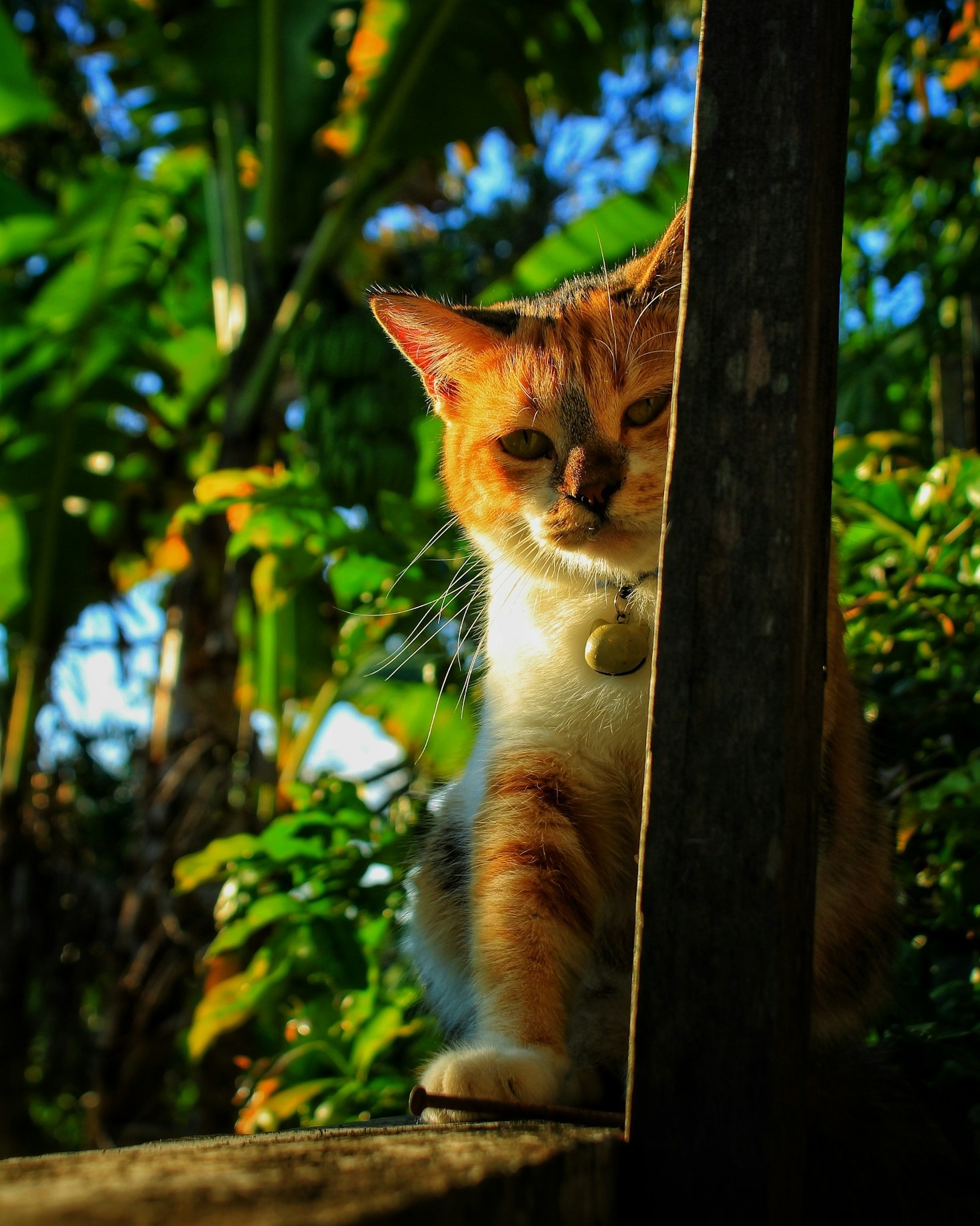 Cómo interpretar el lenguaje corporal de tu gato