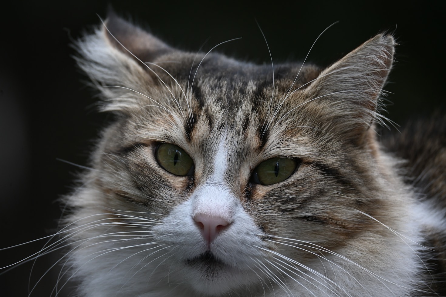 Errores comunes al cuidar de un gato