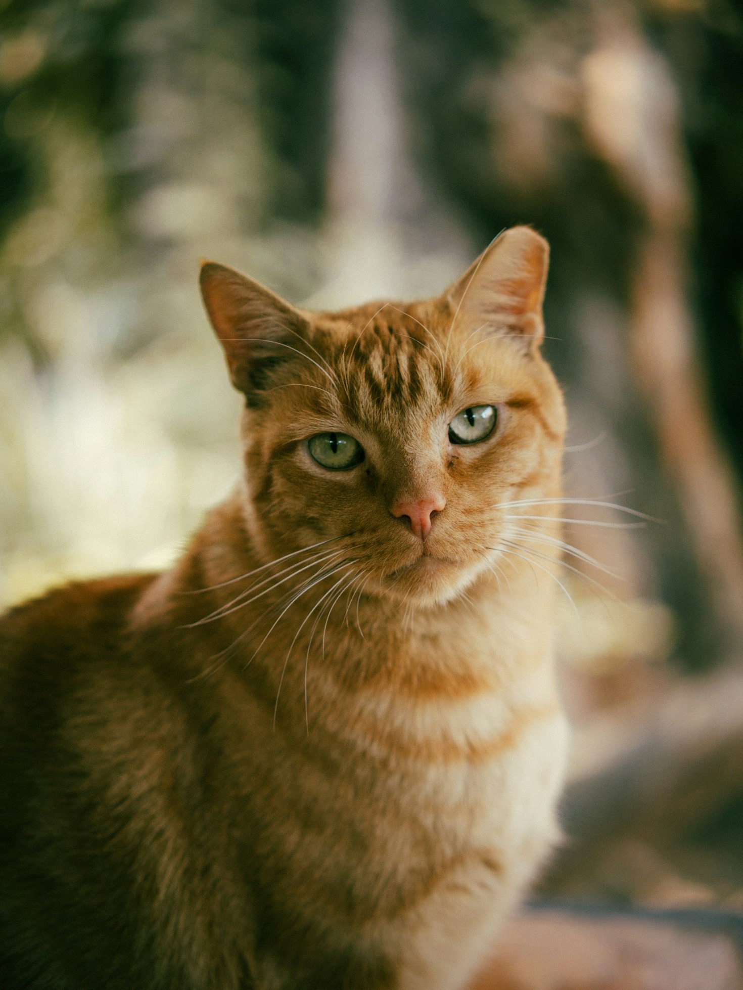 Juguetes caseros para mantener a tu gato activo