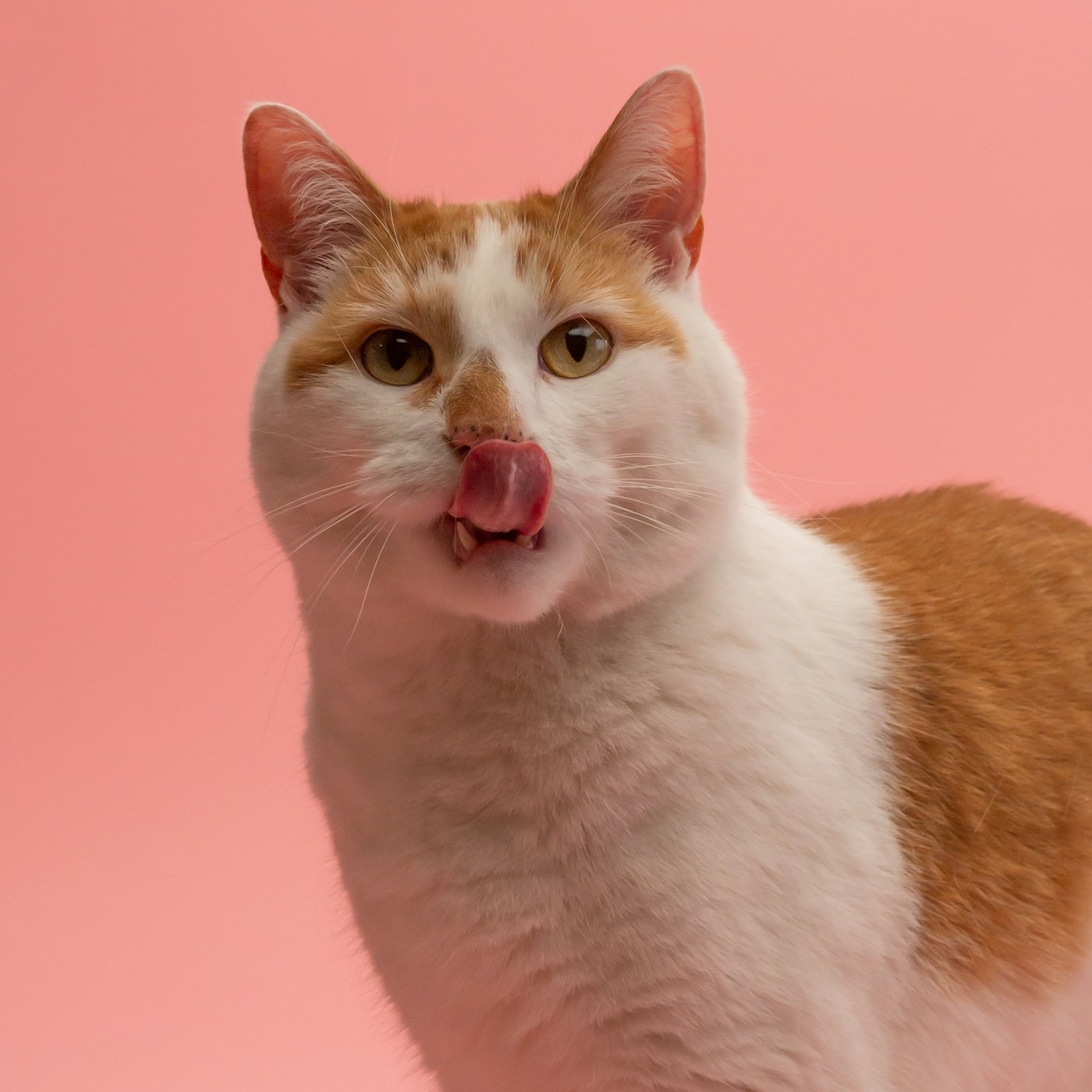La importancia de una dieta equilibrada para tu felino
