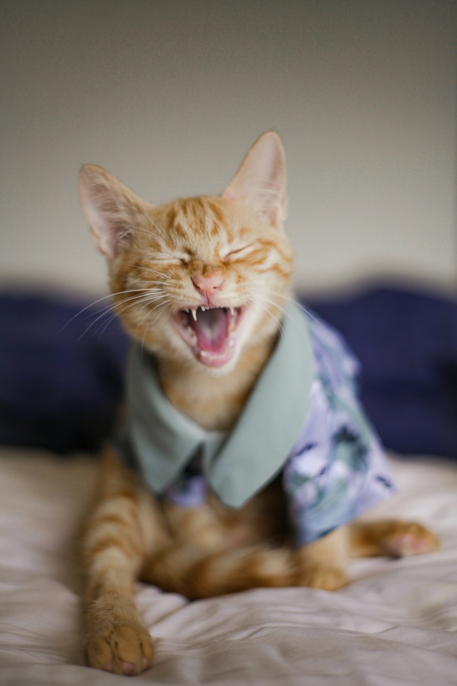 ¿Cómo saber si tu gato está feliz?