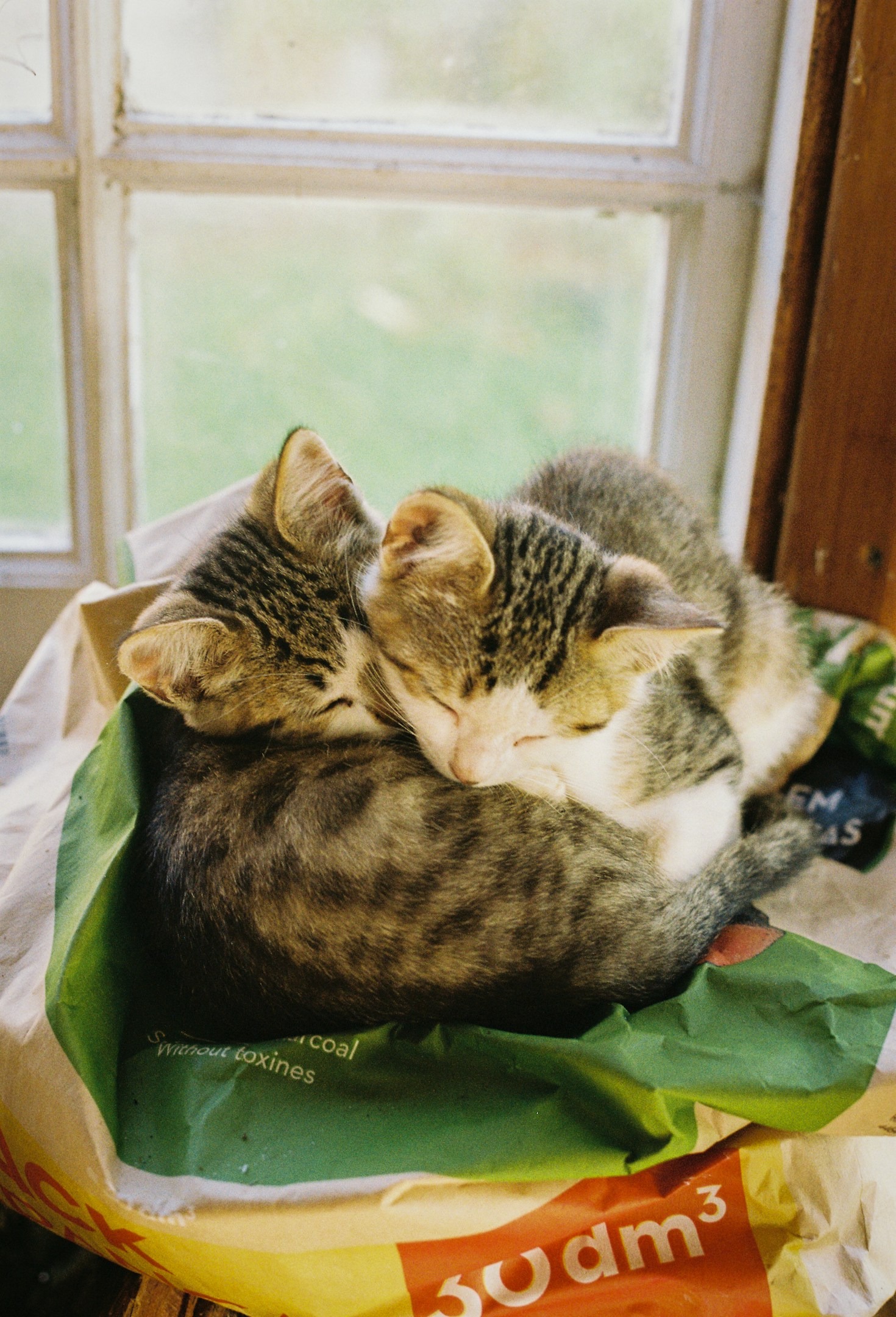 Cuidados esenciales para gatos de edad avanzada