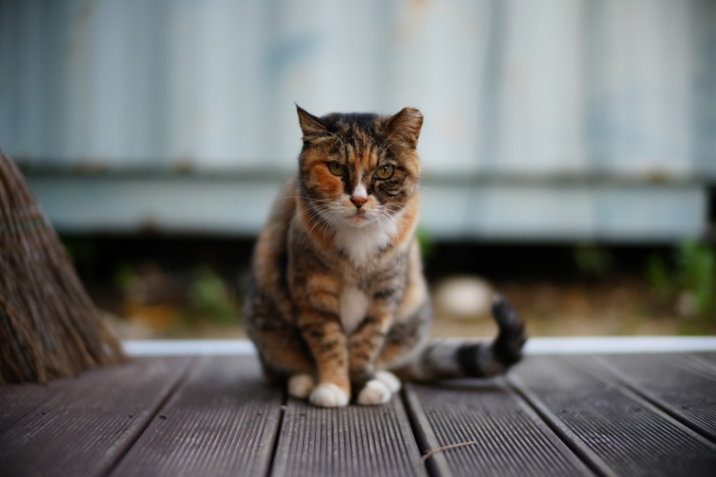 Creando un espacio ideal para tu gato en casa